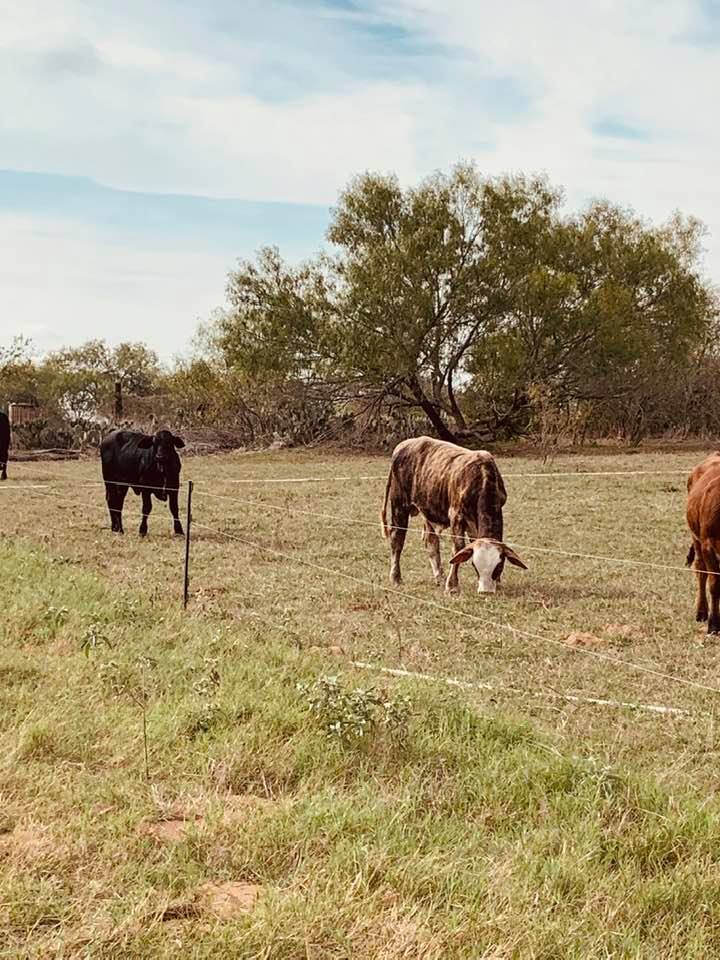 raising brahman cattle raising brahman cattle