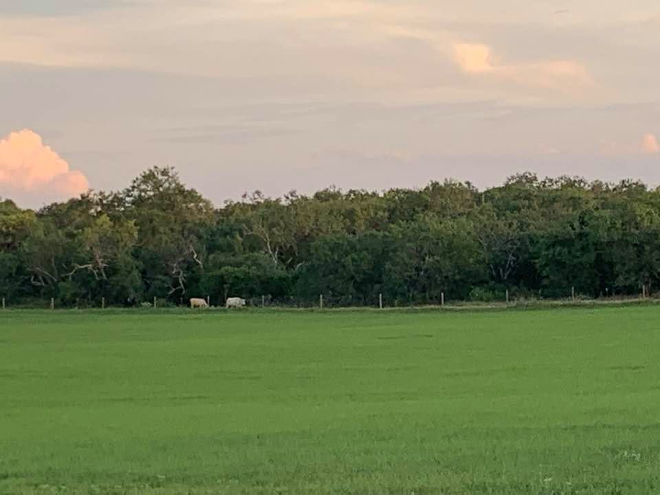Neighbor cows were in the far field looking so cool. I love cows.