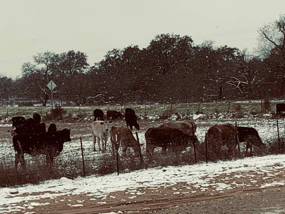 Last February we had Snowpocalypse, a whole week of below freezing temps, very little power, and lots of busted water pipes all around. It was miserable!