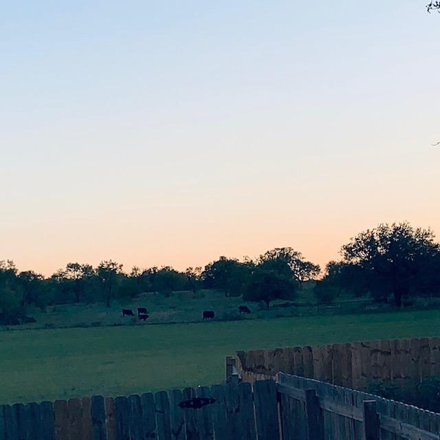 Our neighbor's cows are out enjoying the cool air this evening.
