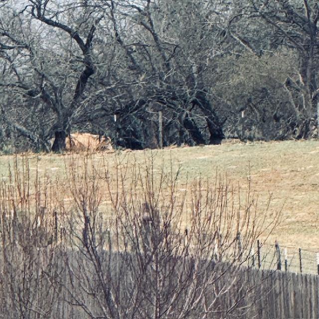 From my back deck, I noticed an off white cow right next to the back fence of the new property.