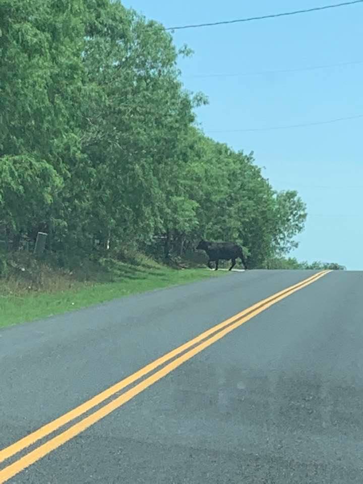 This cow came out of his gate, walking on down the road. Definitely not something you see every day.