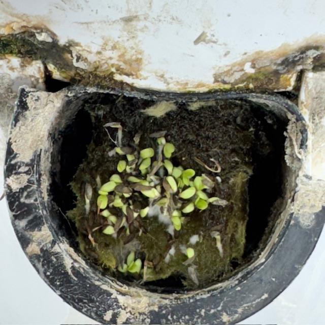 The Crawford lettuce is coming up in the grow tower and it looks amazing.