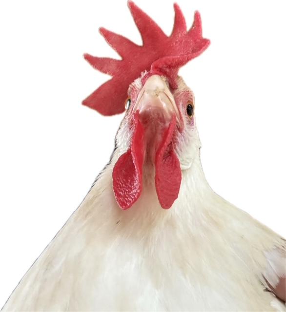 Say hello to one of our white chickens.