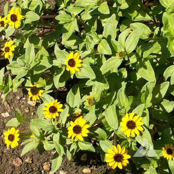 This is the creeping zinnia. It is new to us this year and is an excellent ground cover that looks like little Black Eyed Susans. This is the creeping zinnia. It is new to us this year and is an excellent ground cover that looks like little Black Eyed Susans.