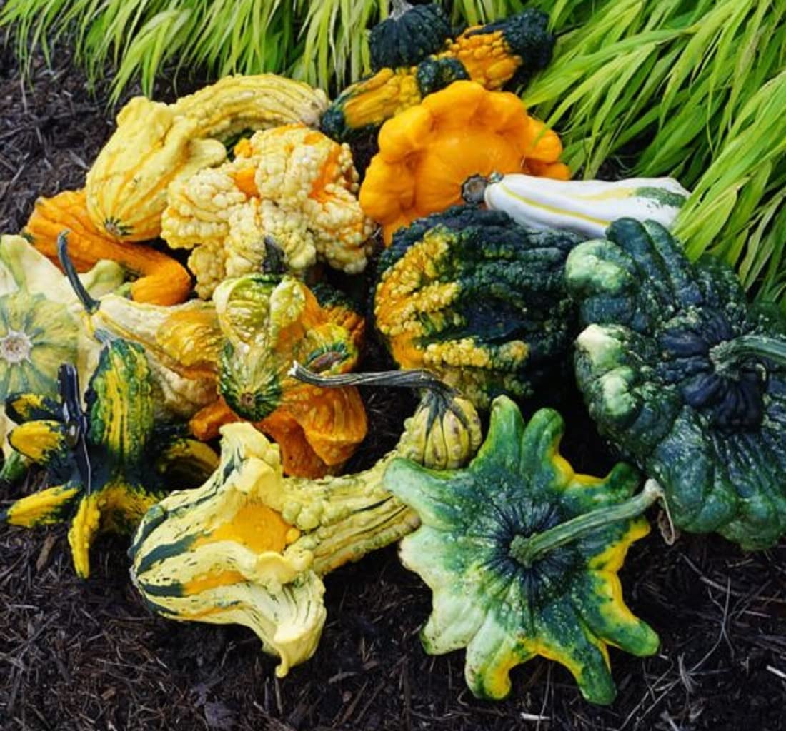 Look at these beautiful crown gourds. Planting gourds to get these for fall. Fun.