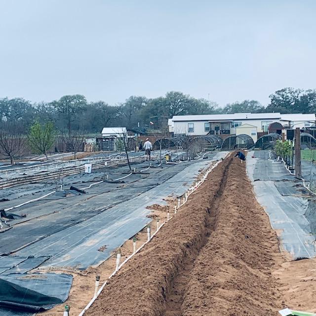Crystal is on right, planting potatoes. Demian is working on other things in the orchard. The trench is 356 feet long.