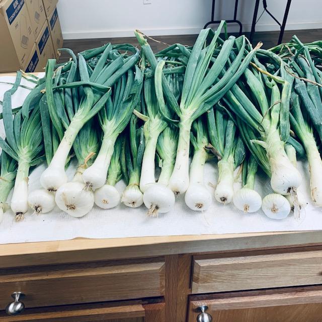 Look at these beautiful Crystal White Wax onions! They are good to use as green onions, regular onions in cooking, and to pickle. They smell wonderful! Come get some at our Farm Store!