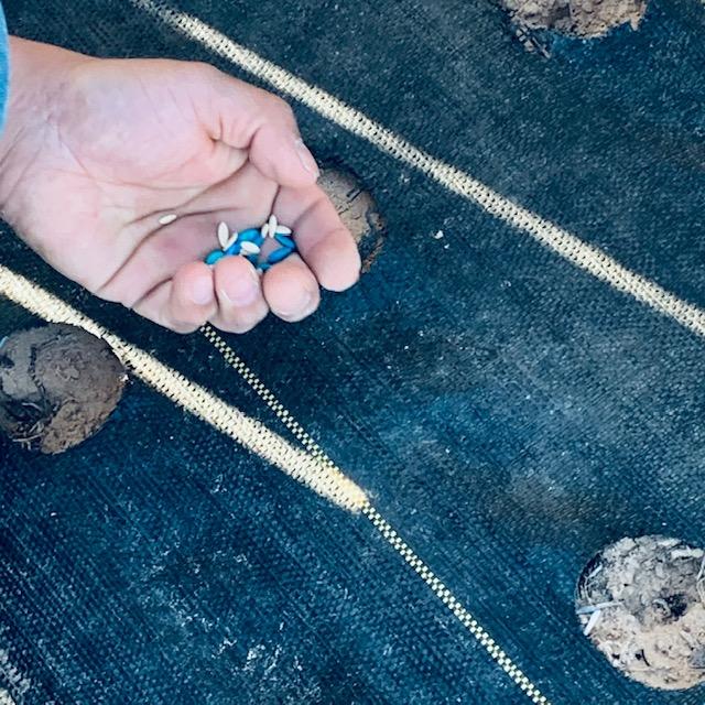 Getting ready to put the seeds in holes in the garden cloth.