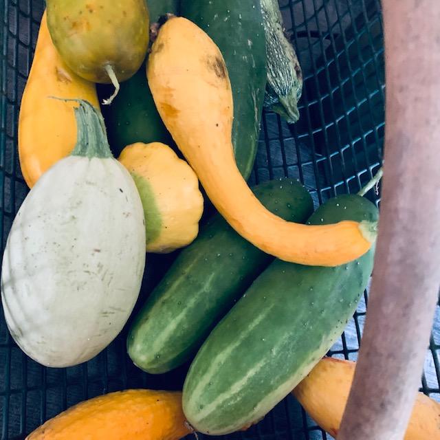 Squash, zucchini, and different cucumbers are all mixed in here. The garden is really delivering this year. Last year it was too hot. This year, it has been great so far!