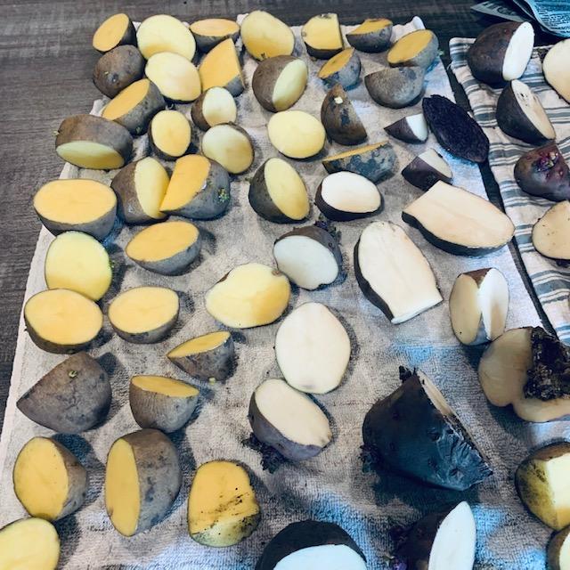 It took me about an hour to cut up about 25 pounds of potatoes. They need to lay on the skin and allow the cut parts to toughen up.