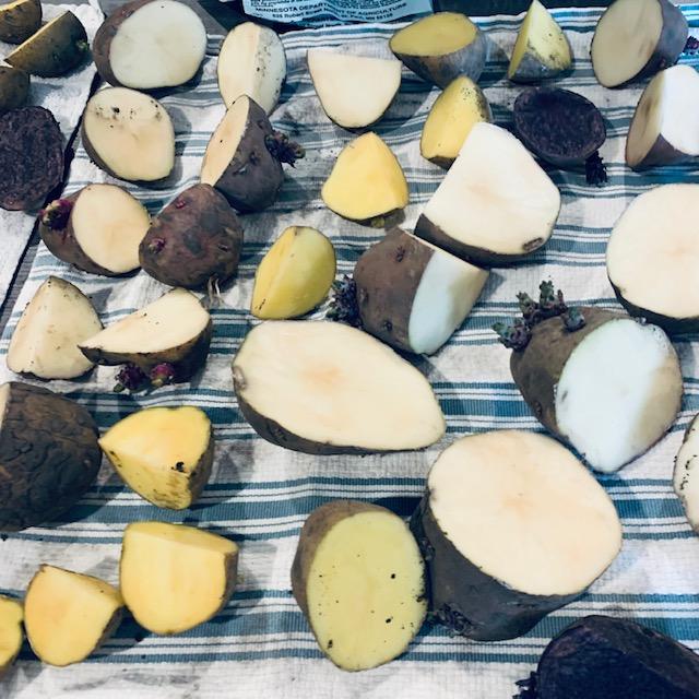 There are 6 varieties of potatoes that have been chitting on my kitchen island for over a month, some small, some very big.