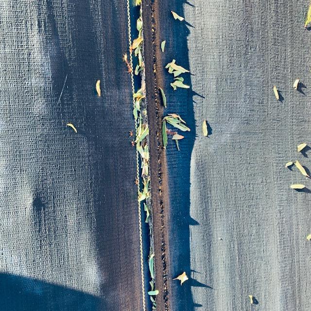 Cutter ants can destroy trees in just hours. They strip the tree of every leaf. Under each piece of leaf is a cutter ant.