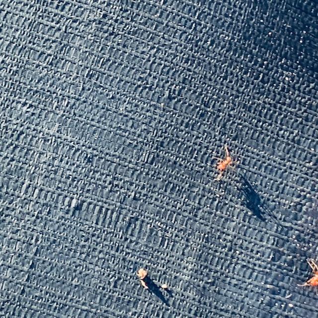 This is what an evil cutter ant looks like while it is trying to kill your trees. If you see leaves moving on the ground, you have cutter ants.