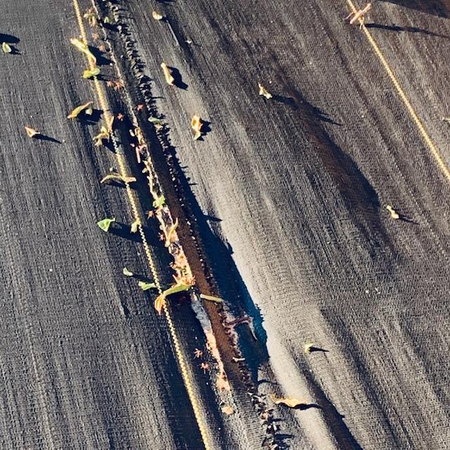 Cutter ants tried to kill our orchard trees both on Sunday and again today in a different row. Under each piece of leaf is a cutter ant.