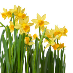 Growing up, there were always daffodils in our yard. Planting bulbs means gorgeous flowers.