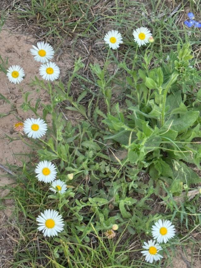 We have lots of daisies growing all over the back. Ever since I was a little girl, they have been my favorite flower.