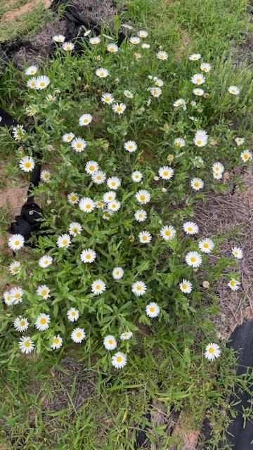 Shasta daisies are popping up all over the property. They have been my favorite flower since I was little.