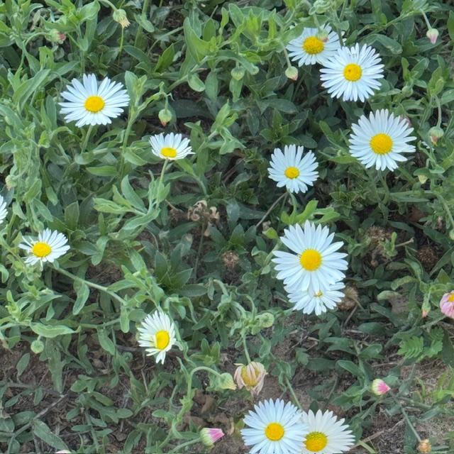 Daisies are growing all over right now. They are my favorite flower and they make me feel so cheery. Daisies are growing all over right now. They are my favorite flower and they make me feel so cheery.