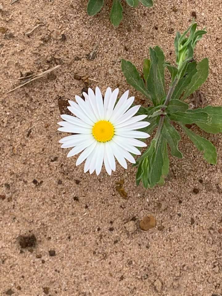 Daisies are my favorites. This one is growing wild on our property.