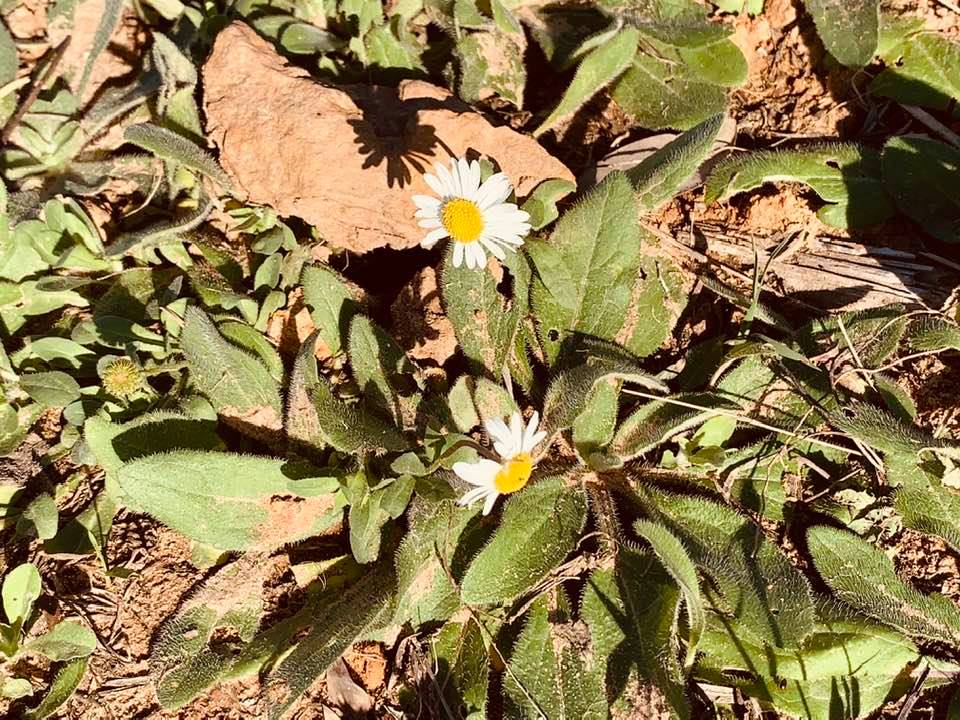 We found some daisies scattered around the farm walking yesterday.