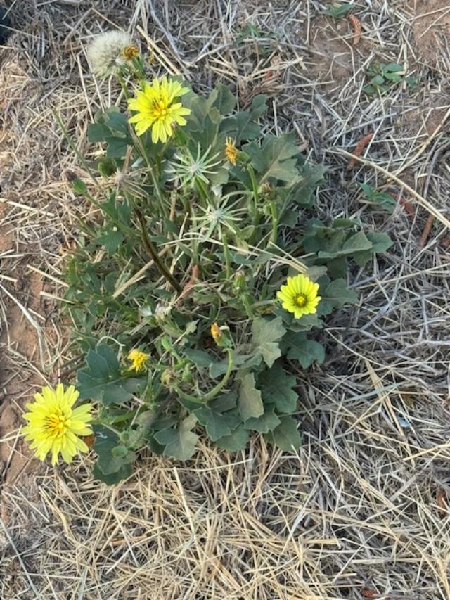 There are dandelions everywhere on the property, food for the bees.