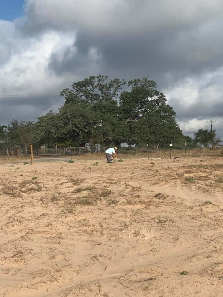 David is spraying weeds with a mix of vinegar, orange oil, and Dawn in the front yard. They are dying after just a few hours.