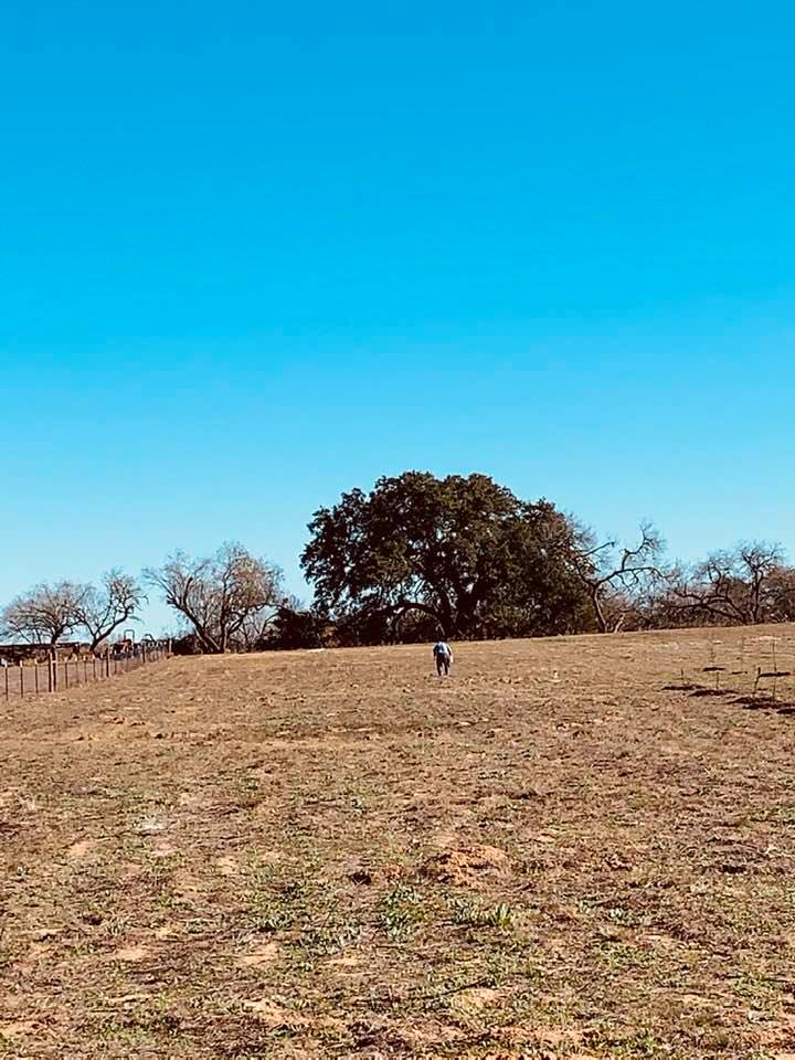 David spraying cutter ant hills with organic spray.