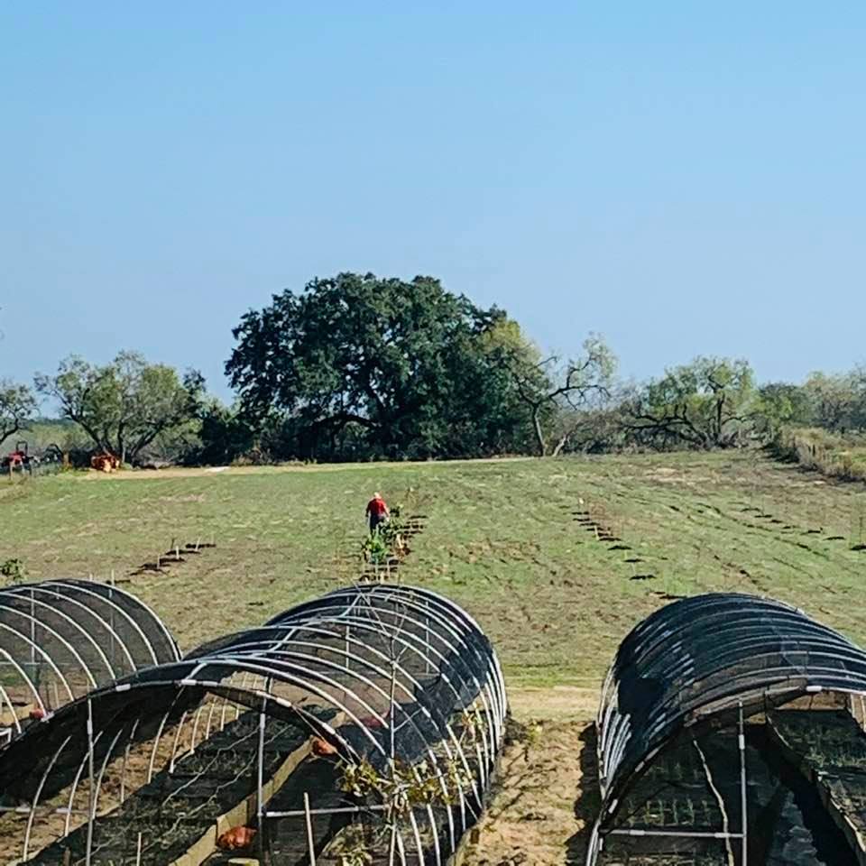 David is killing ants with peroxide in the middle of the orchard. He says the peroxide is working better than anything else.