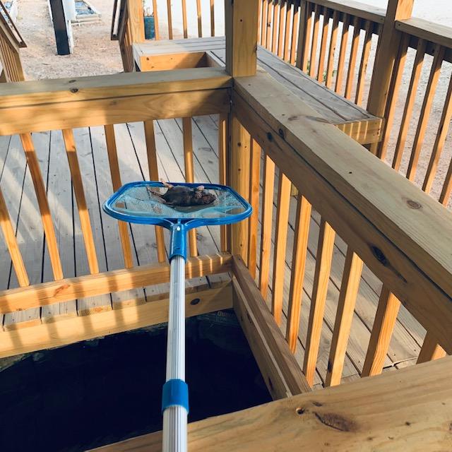 A nasty dead gopher was floating in the pond.