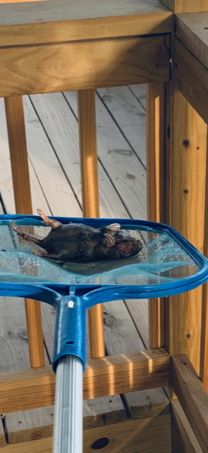 Here is a closeup of the dead gopher. I was so freaked out by this thing but I could not leave it in there overnight for the fish to get polluted.