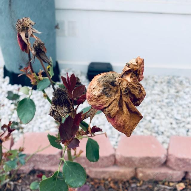 Here is a rose in my rose garden out front that needs to be cut off so more roses can bloom.