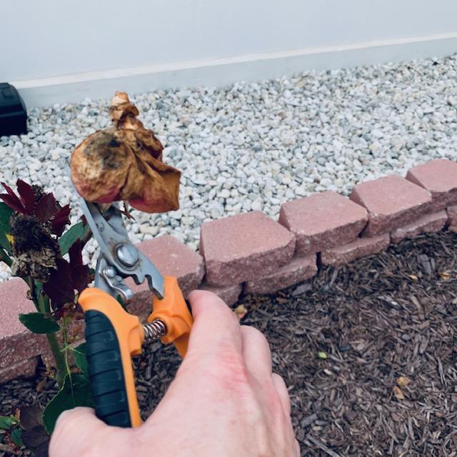 Me deadheading a rose so the plant will bloom more.
