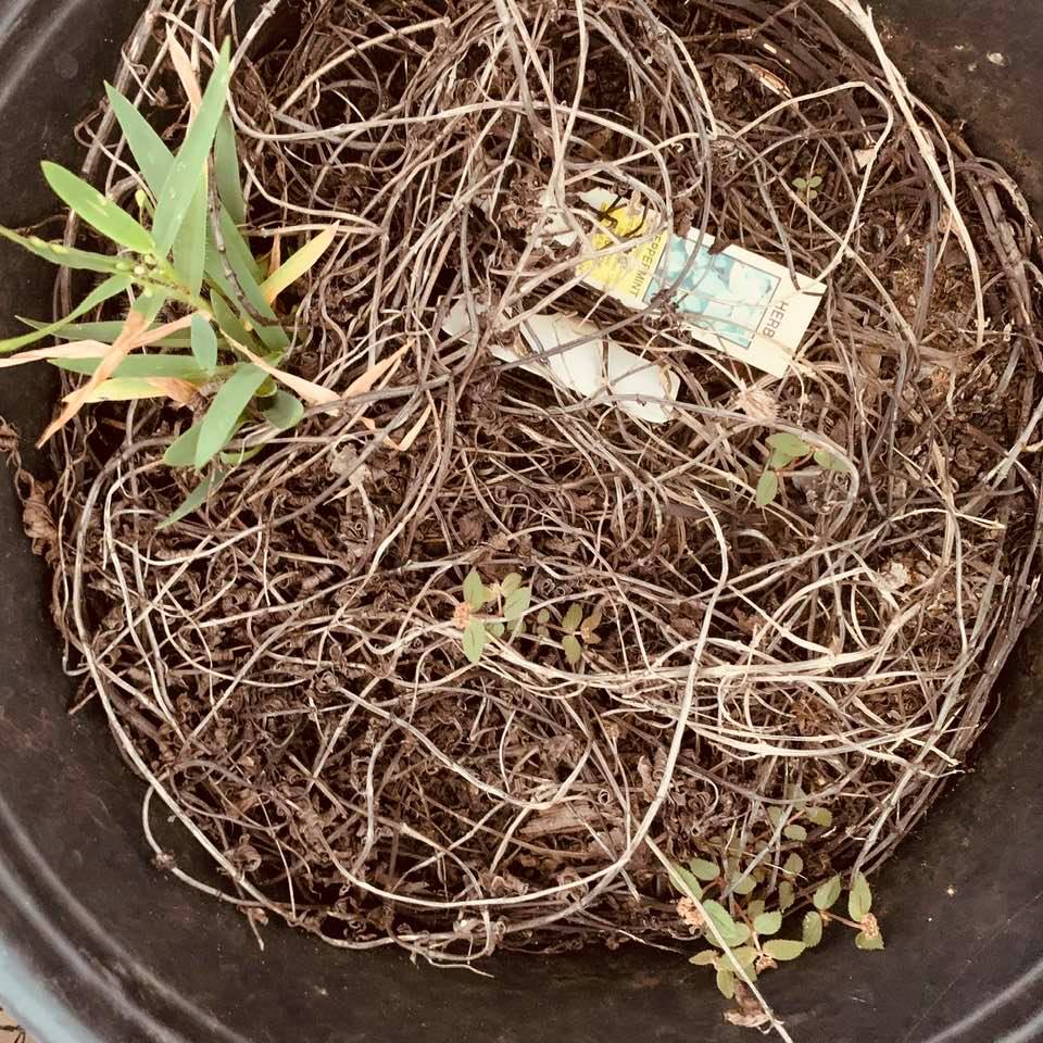 Mint goes dormant in fall. Green clump on left is a weed. You can see some tiny mint coming up now that it is cooler.