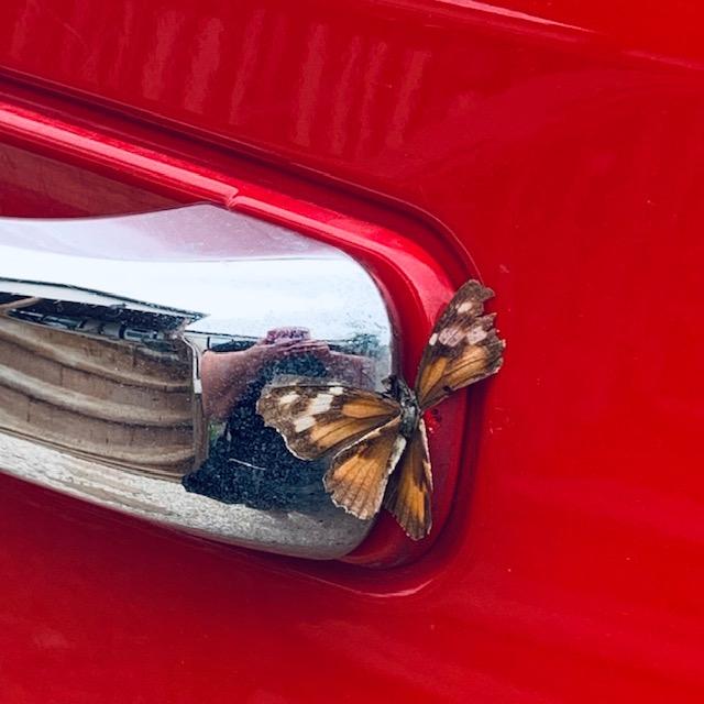 We were afraid the migration of monarchs is what we kept running through. They were all over the place but now I think most of them have gone through on their way to winter in Mexico.