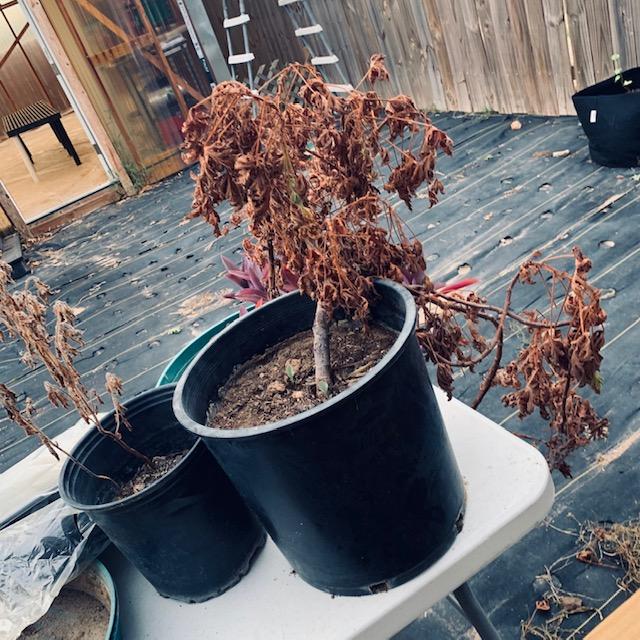 Case in point. The lines were clogged and the person watering just kept on going, never saying a word or giving it water manually. This was a citronella plant. Case in point. The lines were clogged and the person watering just kept on going, never saying a word or giving it water manually. This was a citronella plant.