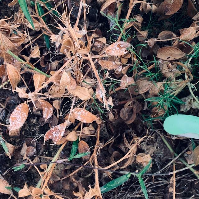 This is my dead peanut plant to harvest, the only one that survived. How did our farm plus 2 other lots ever produce peanuts for many years? I got 4.5 actual peanuts.