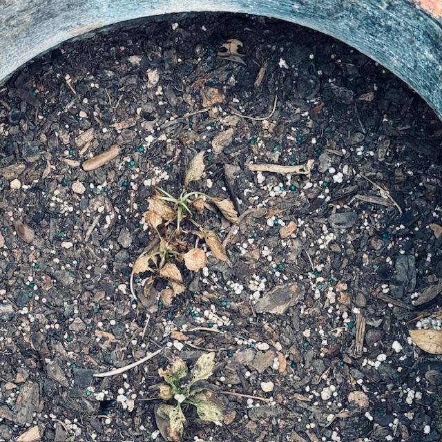 I planted the same flower in both pots on the Farm Store deck. One side got a lot of sun exposure and died (this one). The other side did not.