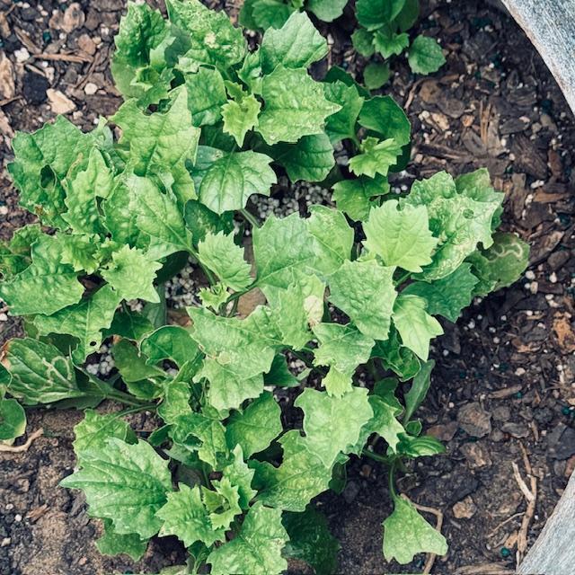 I planted the same flower in both pots on the Farm Store deck. One side got a lot of sun exposure and died. The other side did not (this side).