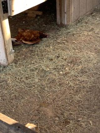 I was shocked to see one of my Rhode Island Red hens just laying in the doorway of the nesting box area. She was dead. It was so sad. She was only 1 year and 9 months old. No blood or wounds.