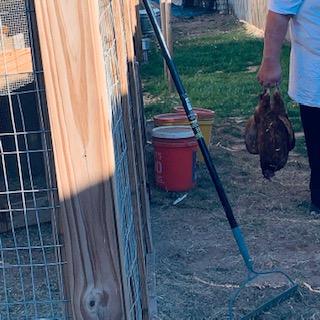 David carried her off. The other hens were very upset and at 6:30pm when I tried to get them to go in for the night, they did not go willingly like they normally do.
