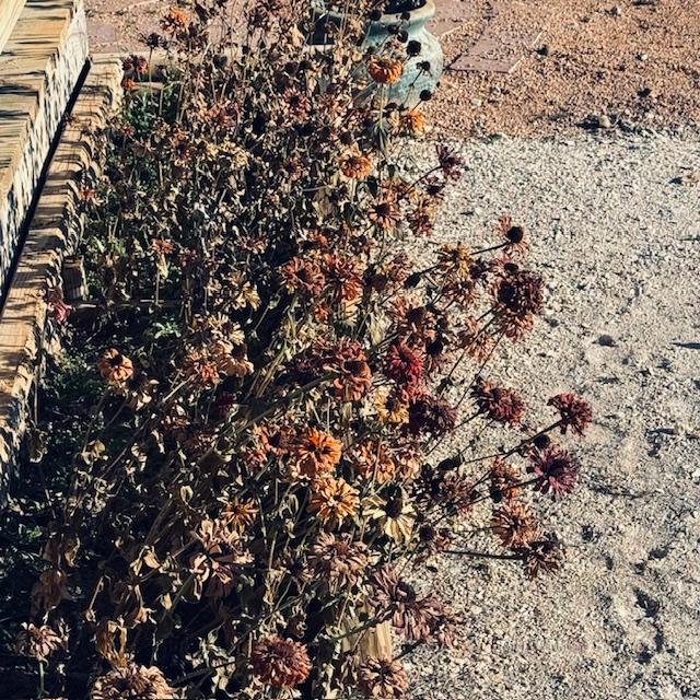 The cold finished off my cheery zinnias in front of the Farm Store.