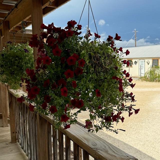 I have 2 of these beautiful deep red petunias in hanging baskets left. I also have hanging verbenas in various colors in hanging baskets. I have 2 of these beautiful deep red petunias in hanging baskets left. I also have hanging verbenas in various colors in hanging baskets.