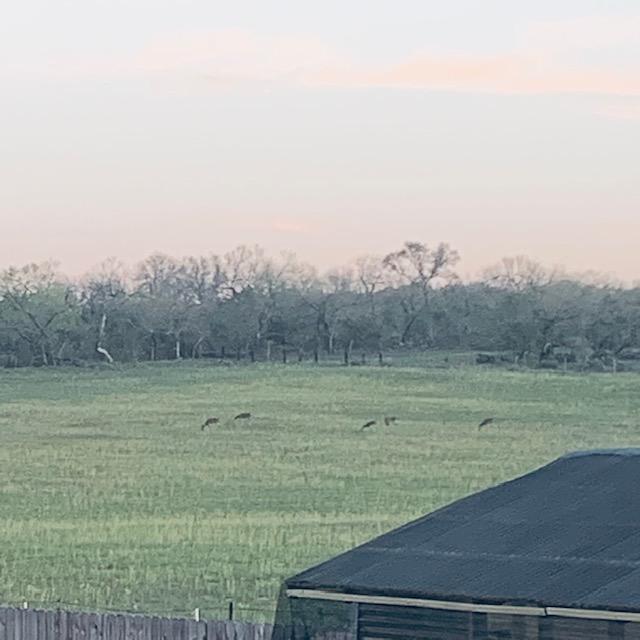 A family of 5 deer playing in the field next to us. Deer resistant plants and solid fences help to keep them away from your garden area.