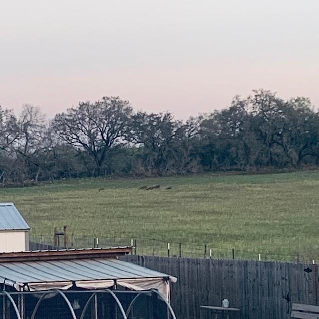 There are so many deer in the field next door but they don't jump the fence because they don't know what is over here.