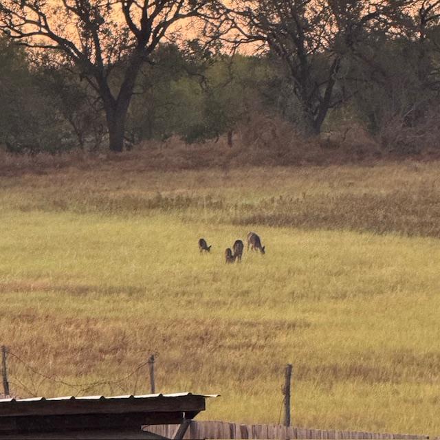 The deer are enjoying the seed we put out in our empty field this morning-view 1.