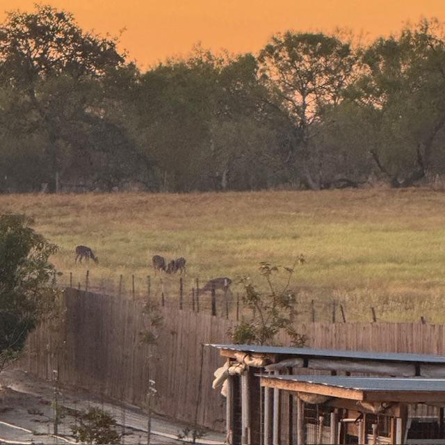 The deer are enjoying the seed we put out in our empty field this morning-view 2.