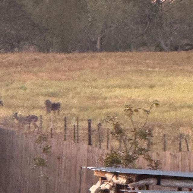 The deer are enjoying the seed we put out in our empty field this morning-view 3.