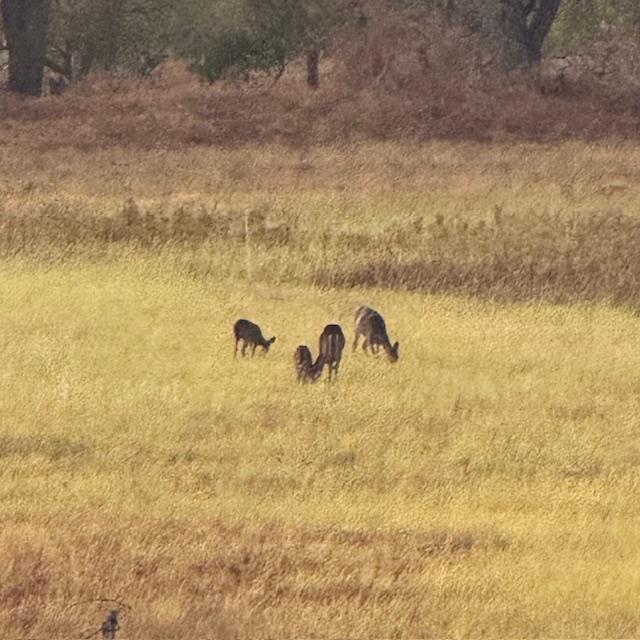The deer are enjoying the seed we put out in our empty field this morning-view 4.
