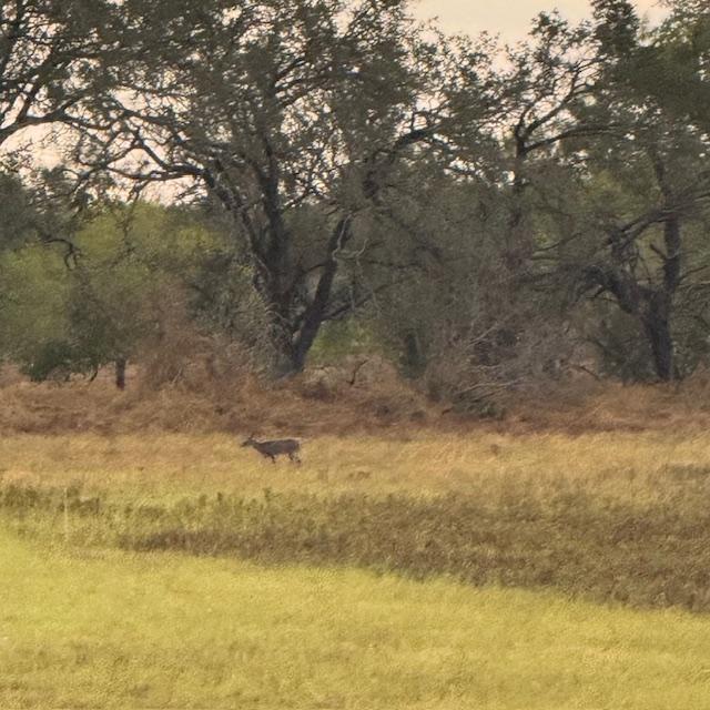 This deer is going over to join her friends for breakfast.